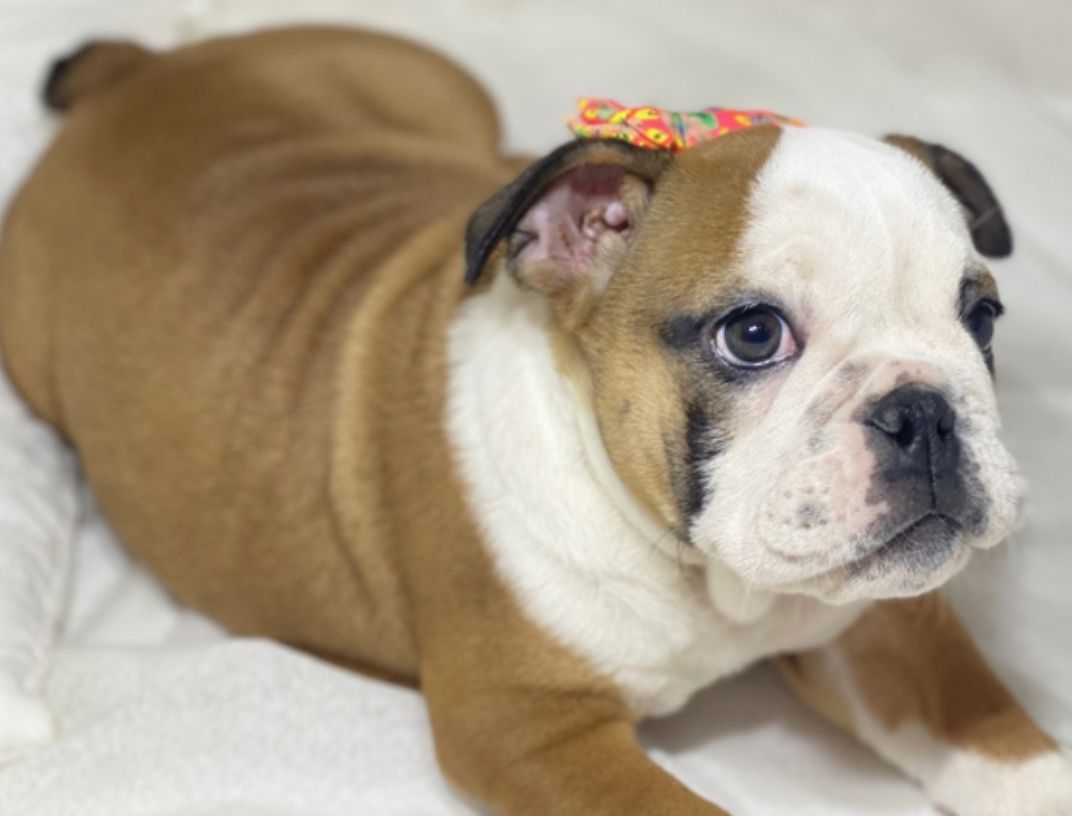 comprar cachorros sanos, baratos y asequibles para la venta